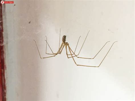 Evde çıkan örümcek türleri