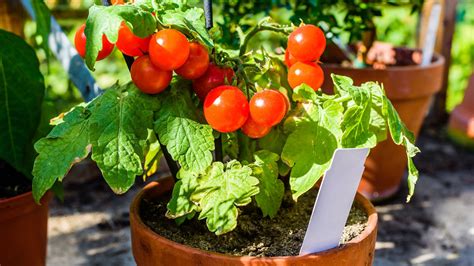 Evde çeri domates yetiştirmek