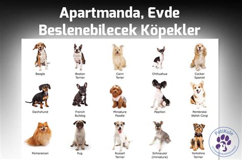 Evde Beslenebilecek Köpekler.