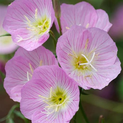 Evening Primrose Plants For Sale Oenothera High