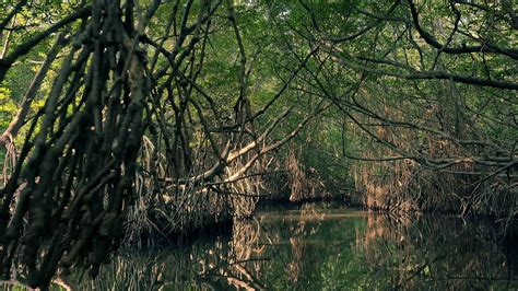 Everglades foundation. Things To Know About Everglades foundation. 
