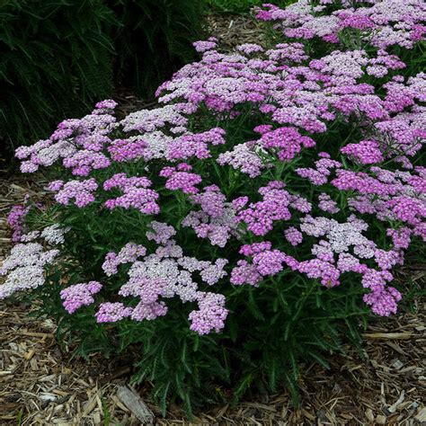 Evergreen Nursery, Wholesale Perennials, Atlanta, Athens, …