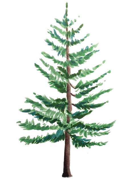 Evergreen Tree Drawings