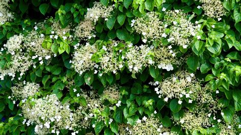 Evergreen hydrangea varieties.  Unlike other aerial-rooting plants, cl...