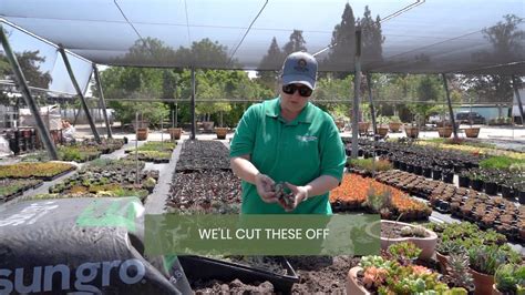 Evergreen nursery fresno. Things To Know About Evergreen nursery fresno. 