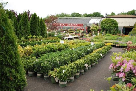 Evergreen Nursery carries a wide variety of drought tolerant plants pe