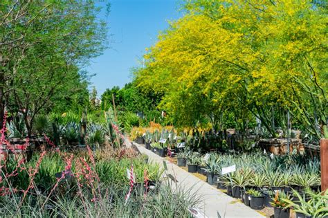 Find more than 300 types of trees in our nursery, call us on 08 9405 1777. 208 Dundebar Rd Wanneroo, WA 6065. CONTACT THE NURSERY ... Palm • Bay tree | Laurus noblis • Bay tree / bay laurel | Laurus ... • Macadamia | Macadamia | Fruiting • Magnolia | Magnolia grandiflora | Evergreen tree | Large leaves, beautiful white flowers .... Evergreen nursery the bay