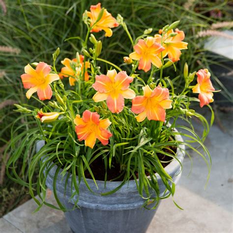 EveryDaylily® Yellow Punch Daylily, Hemerocallis x