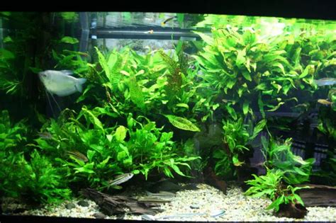 Everything About Java Fern Whypetfish.com