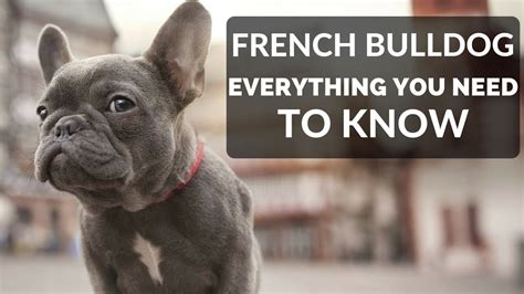 Everything To Know About French Bulldog Puppies