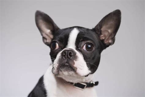 Everything You Need To Know About Boston Terrier Cherry Eye …