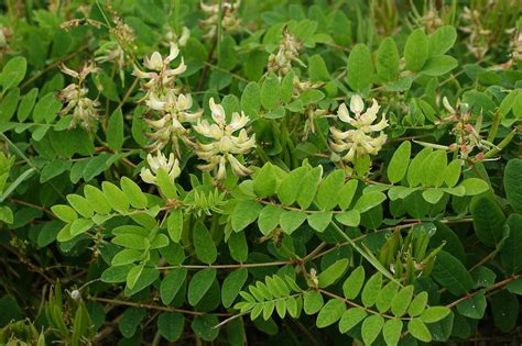 Everything You Need to Know About Astragalus - TutorialsPoint