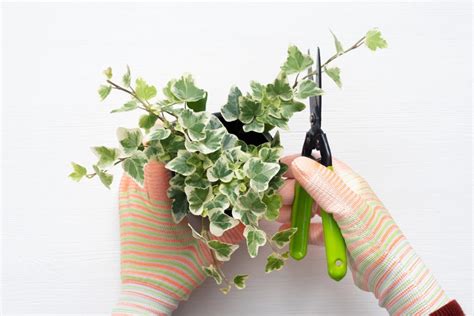 Everything You Need to Know About Growing Ivy Indoors - HappySprout