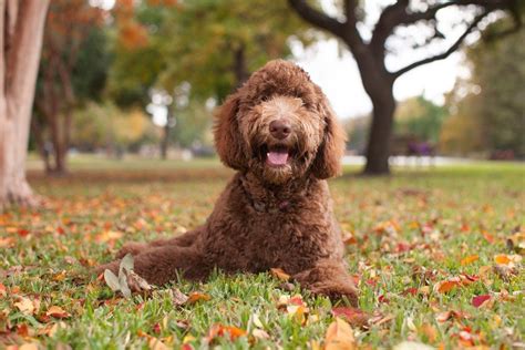 Everything You Need to Know about Musical Canine Freestyle