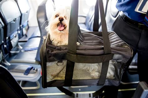 Everything to Know About Flying With A Dog - Condé …