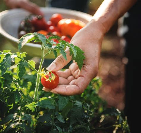 Everything you’ve wanted to ask about growing tomatoes