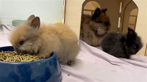 Evicted backyard breeder abandoned dozens of bunnies, rescue group says
