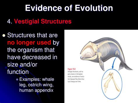 Evidence Of Evolution Vestigial Structure Answers