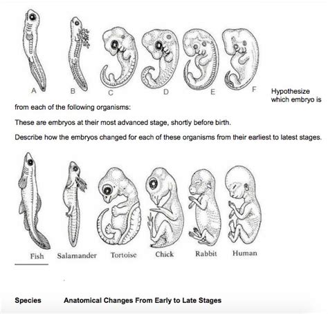 Evidence Of Evolution Worksheet Doc