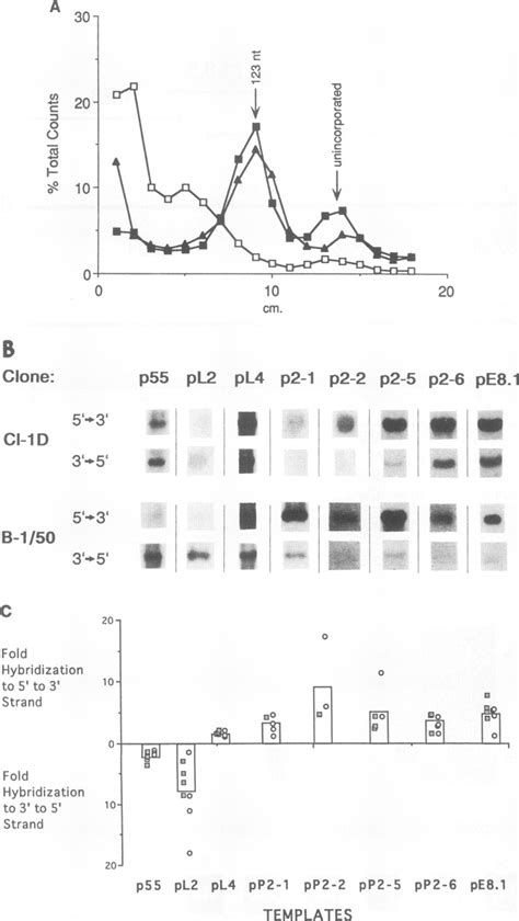 Evidence that the pattern of Okazaki fragment hybridization reveals an