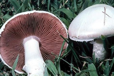 Evlek Halı ve Koltuk Yıkama