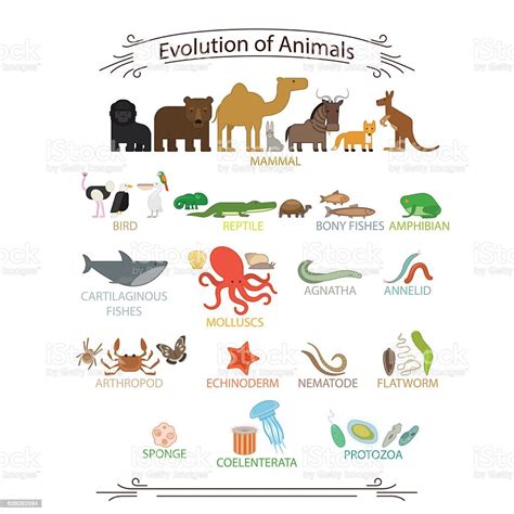 Evolution Drawing Animals