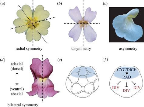 Evolution of Floral Symmetry - JSTOR