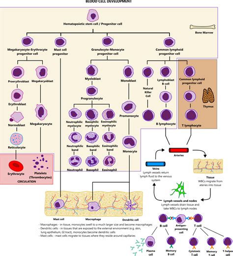 Evolution of blood cells.