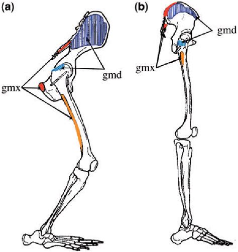 Evolution of the human hip. Part 2: muscling the double extension