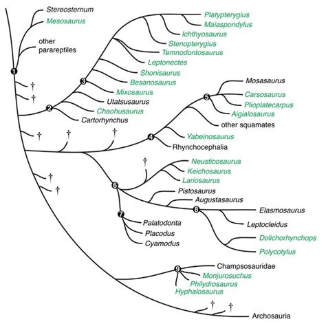 Evolution of viviparous reproduction in Paleozoic and Mesozoic