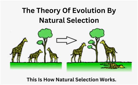 Evolution through natural selection: 2 Darwin and …