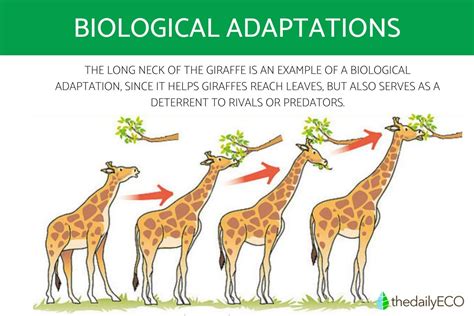 Evolutionary Adaptation - an overview ScienceDirect Topics