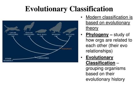 Evolutionary Classification Notes Answer Modern Key
