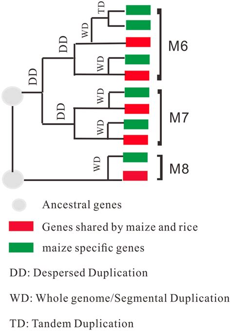 Evolutionary Fate Of