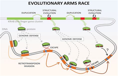 Evolutionary arms race example. 