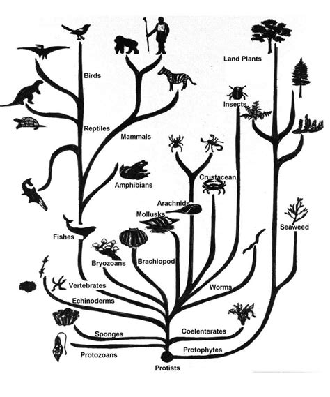 "A phylogenetic tree or evolutionary tree is a branching diagram or "tree" showing the evolutionary relationships among various biological species or other entities—their phylogeny (/faɪˈlɒdʒəni/)—based upon similarities and differences in their physical or genetic characteristics. All life on Earth is part of a single phylogenetic tree, indicating common …. 