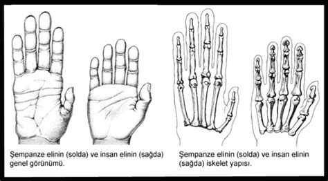 Evrim Teorisini Çürüten Mucize “Başparmak” Bilgiustam.