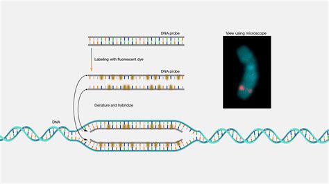 Example of fluorescence in situ hybridization (FISH) technique using