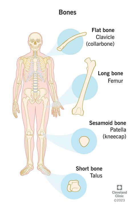 Example of form follows function human anatomy.  While the bones of th...