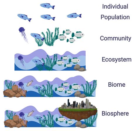 Example of individual in ecology