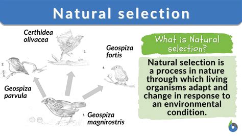 Example of natural selection in animals