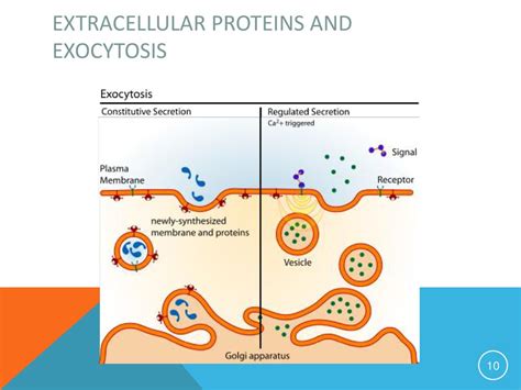 Examples Of Extracellular Proteins