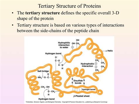 Examples Of Proteins With Tertiary Structure