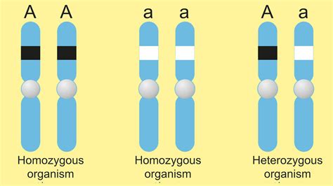 Examples of Homozygous Genes YourDictionary