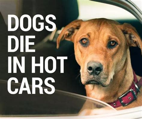 Excessive number of calls for dogs left in hot cars