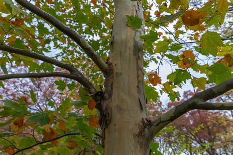  EXCLAMATION!® SYCAMORE. Platanus x acerifolia 'Morton Circle'. This tree’s exfoliating bark creates a whitish, mottled trunk, while its large leaves make for great shade. Also called London Plane. . 