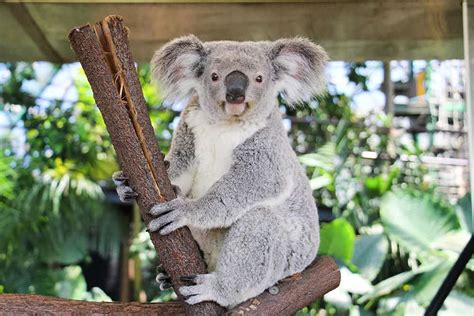 cairns casino koala