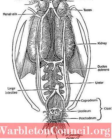 Excretory system of birds: structure and elements - science