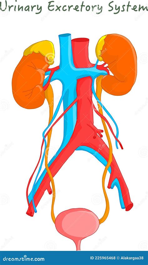 Excretory system vector illustration VectorMine