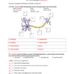 Exercise 13 Neuron Anatomy Answer Key